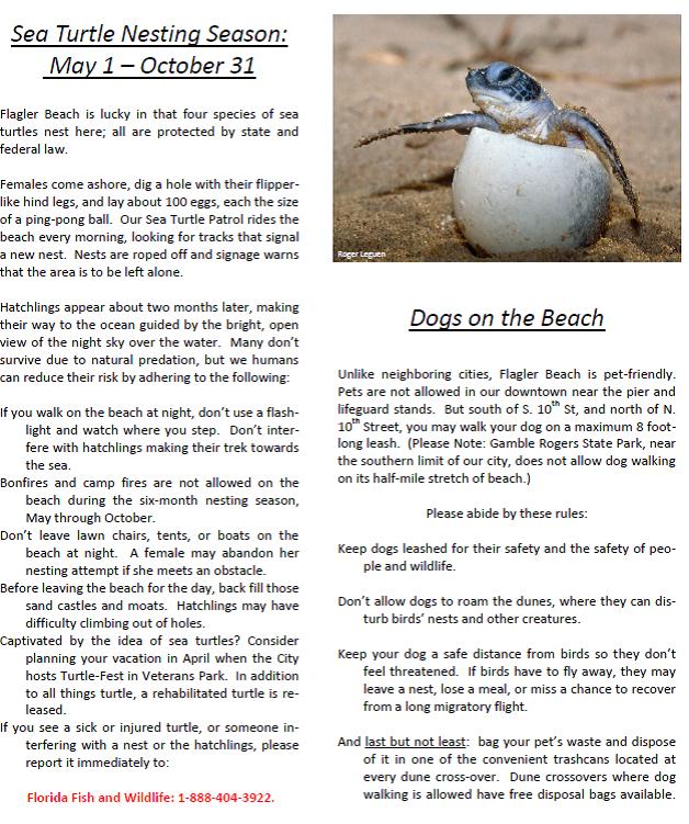 Sea Turtle Nesting Season and Dogs on the Beach